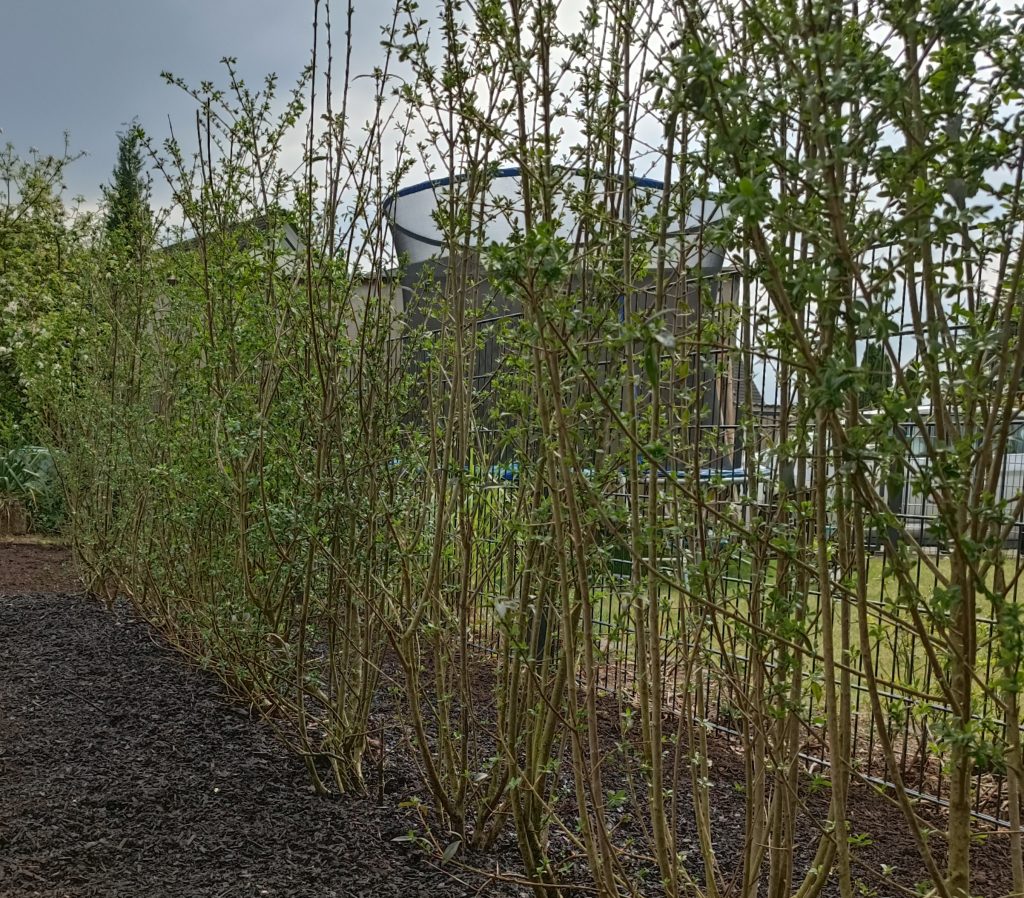 gerten dorsten