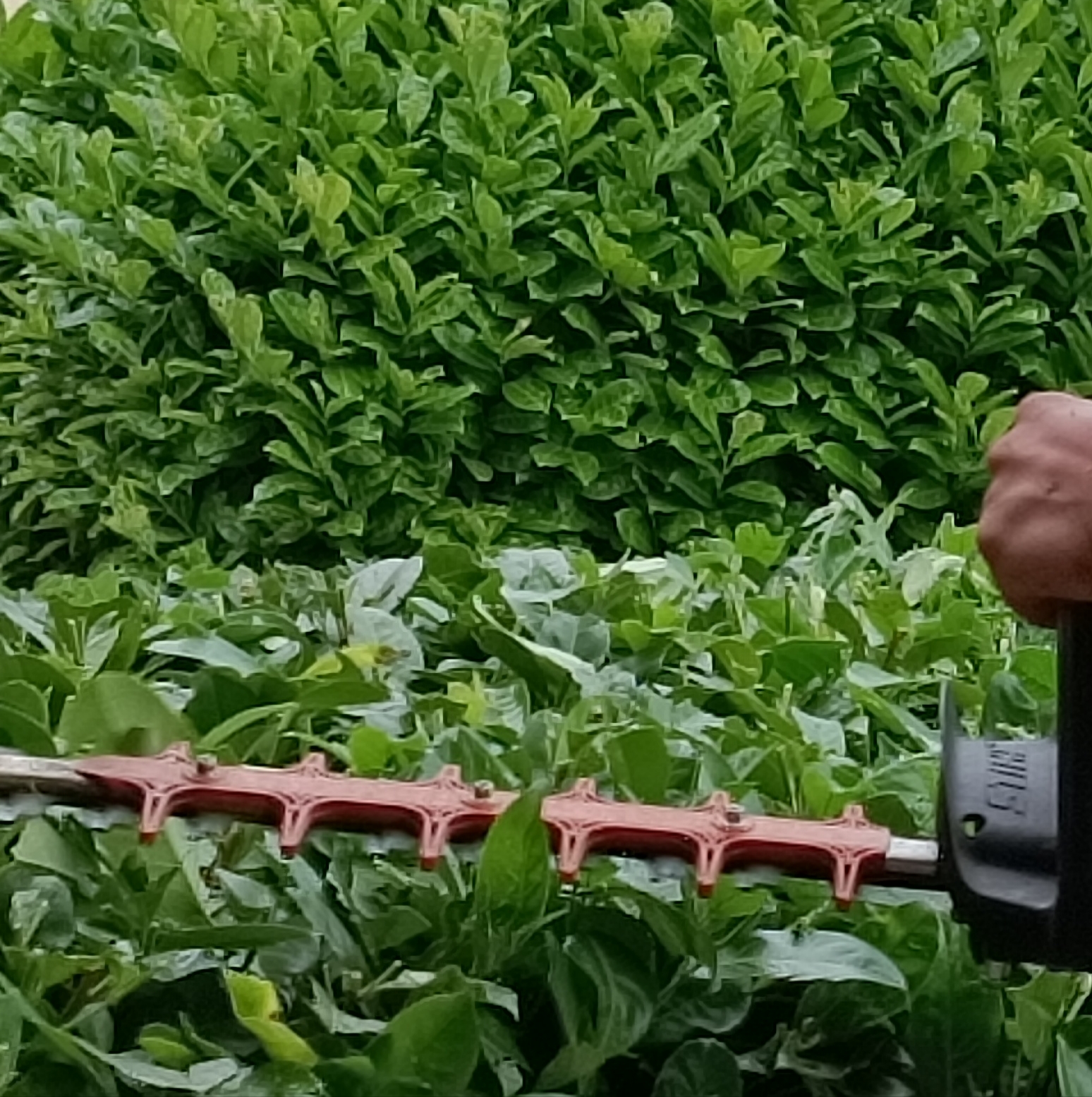 hecke kirschlorbeer